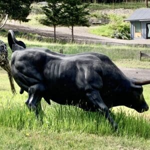 A black cow is walking through the grass.