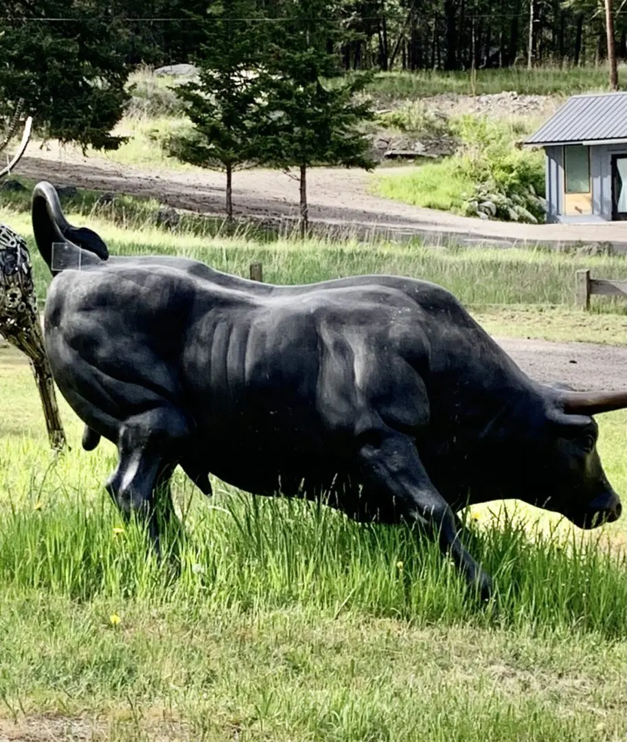 A black cow is walking through the grass.